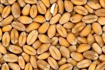 Cene žitarica na pijacama februar 2026