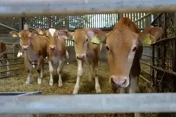 Cene teladi na pijacama mart 2026