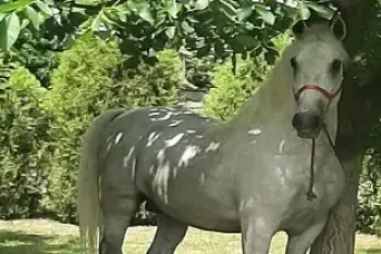 Fijakerijada Borča 2026