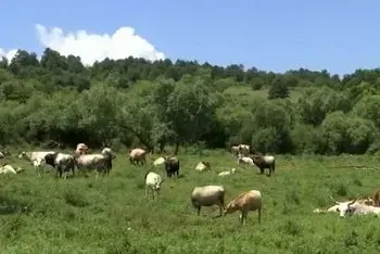 Stočna pijaca Leskovac