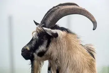 Stočna pijaca Kragujevac