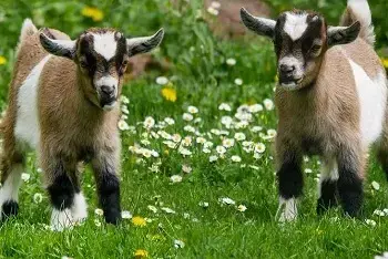 Stočna pijaca Svrljig