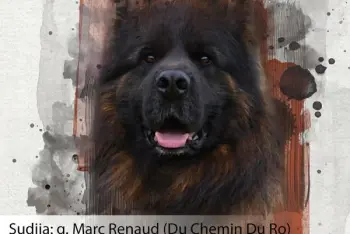 Izložba pasa nemački ovčar Natalinci 2026