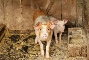 Cene svinja u klanicama mart 2026