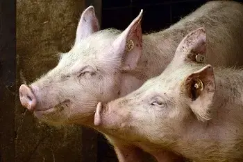 Cene prasadi na pijacama mart 2026