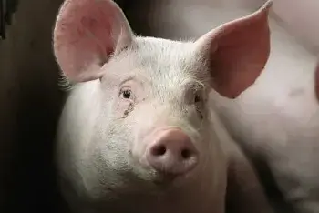 Cene tovljenika na pijacama mart 2026