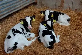 Cene junadi na pijacama mart 2026