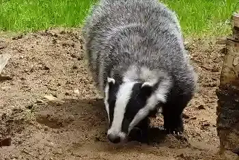 🦡 Kobasice od jazavca - kako se prave i koliko koštaju?