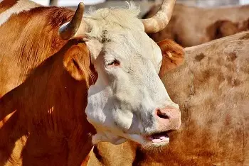 Cene bikova na pijacama april 2026