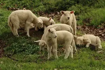 Cene jagnjadi za Uskrs 2026