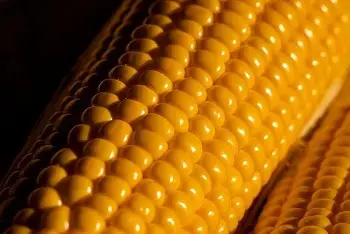 Cene kukuruza na pijacama april 2026