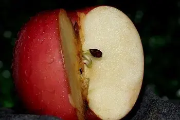 Koje su cene i kvalitet voća u Lidlu april 2026