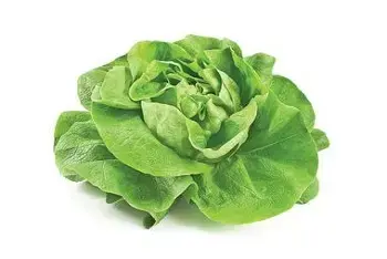 Cena zelene salate u Lidlu 21.05.2026