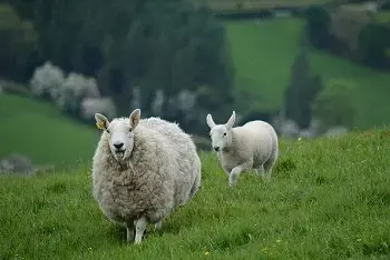 Cene ovaca na pijacama maj 2026