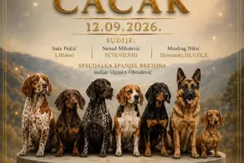 Izložba pasa Čačak 2026