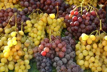 Cena crvenog grožđa u Lidlu 16.09.2026