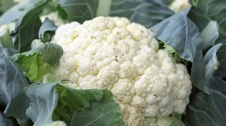 Barena šarena salata - recept