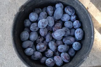 Kako prepoznati prirodne i neprskane šljive koje nisu tretirane hemijom?