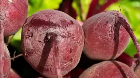 Salata od kuvane cvekle - recept