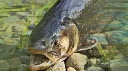 Pijani šaran u rerni - recept