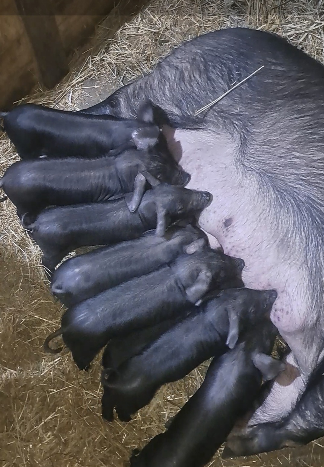 Cene i oglasi na pijacama