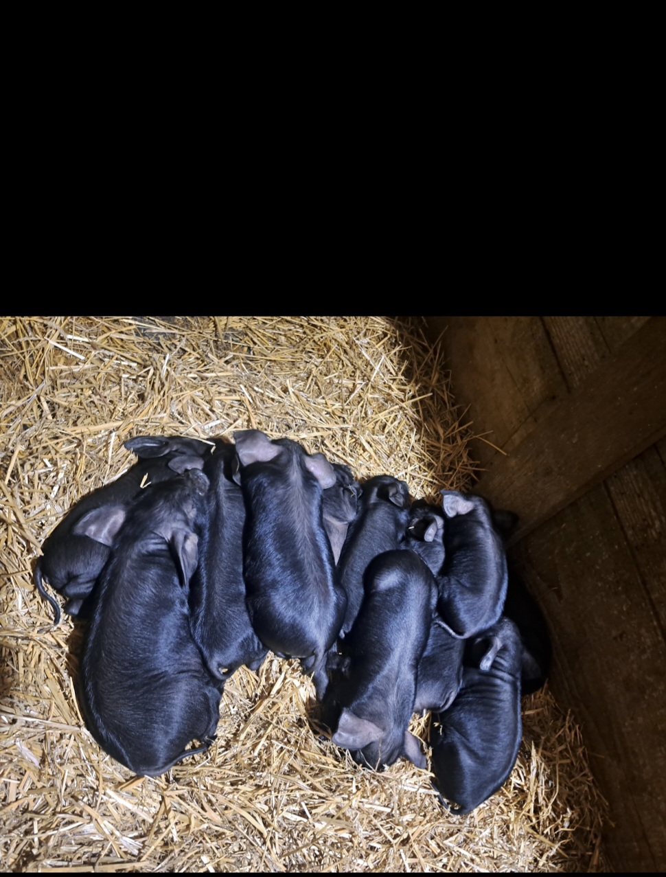 Cene i oglasi na pijacama