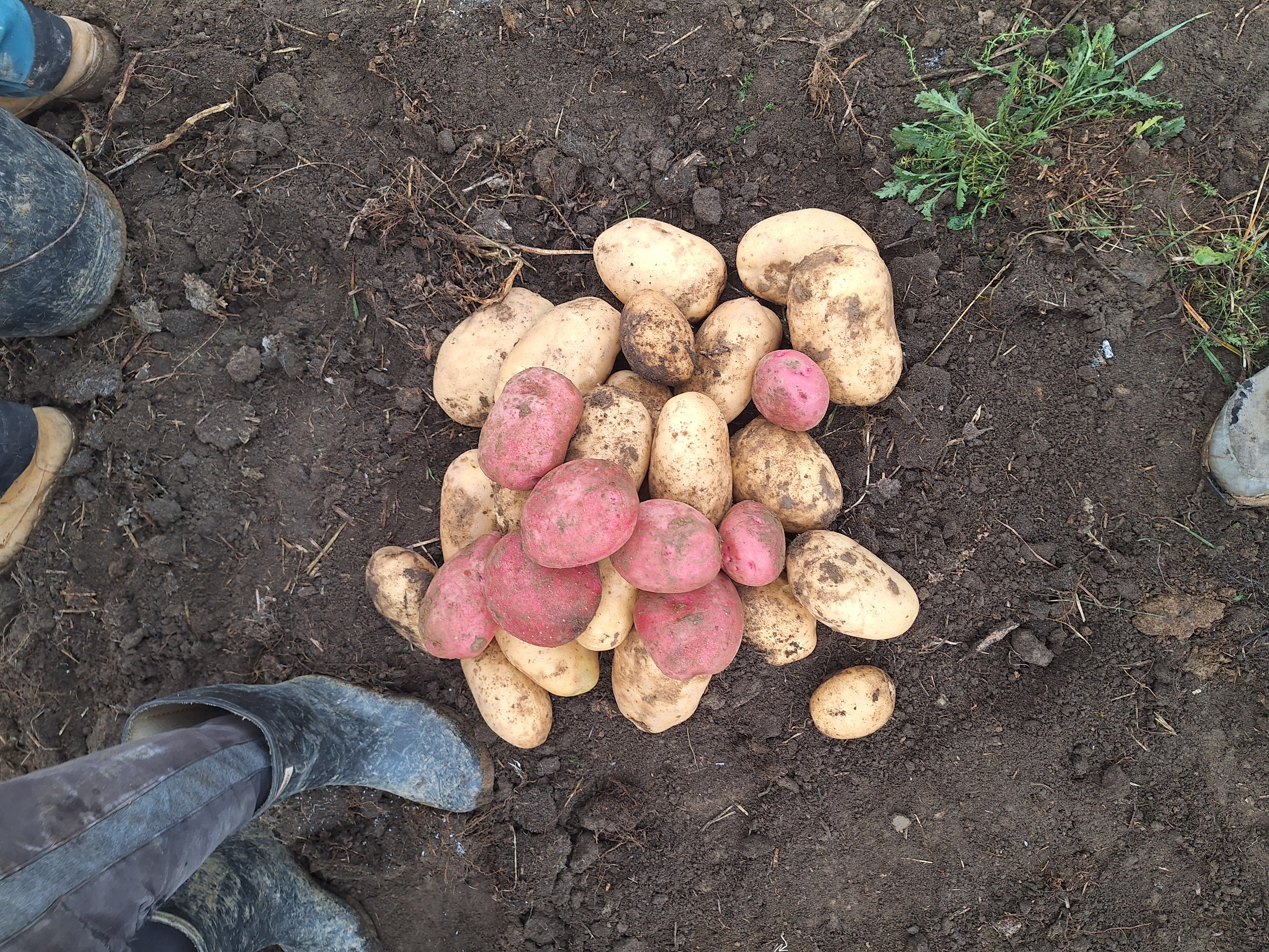 Cene i oglasi na pijacama