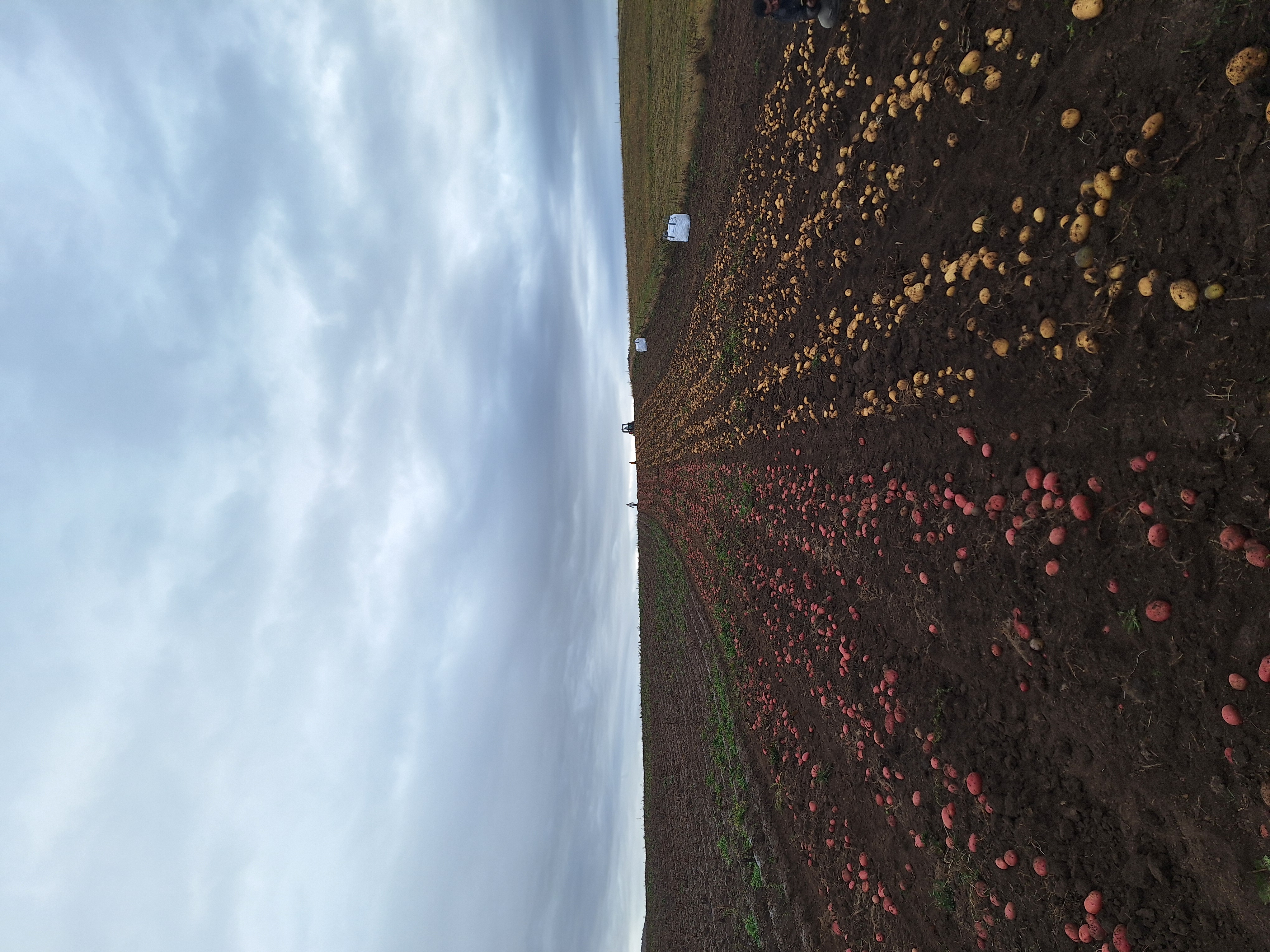 Cene i oglasi na pijacama