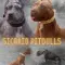 American pitbull terier Na prodaju stenci americkog PITBULL terij – pregled cena na pijacama