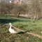 Cene i oglasi na pijacama