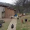 Cene i oglasi na pijacama