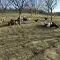 Cene i oglasi na pijacama