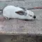 Cene i oglasi na pijacama