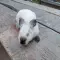 Cene i oglasi na pijacama