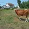 Cene i oglasi na pijacama