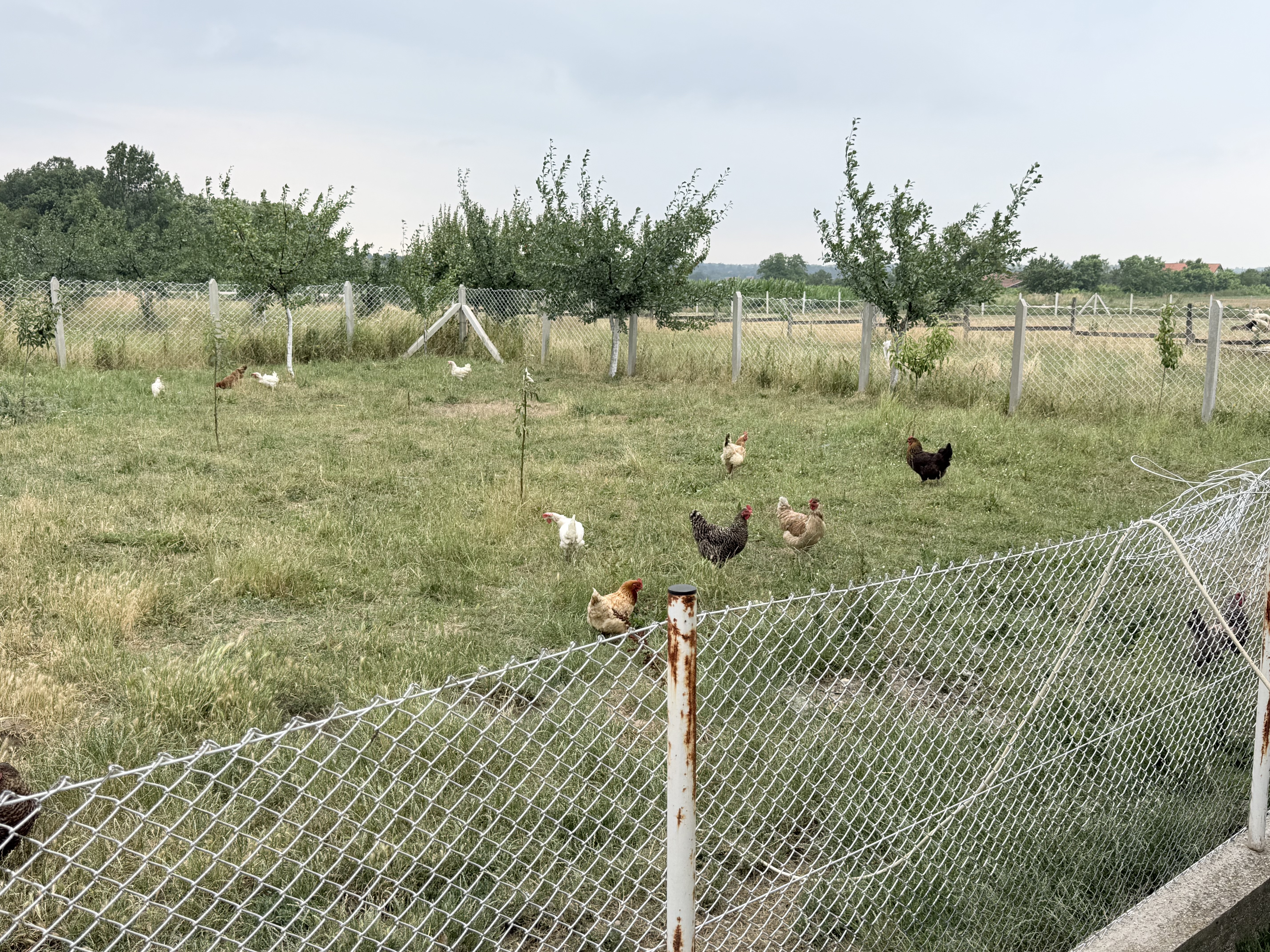 Cene i oglasi na pijacama