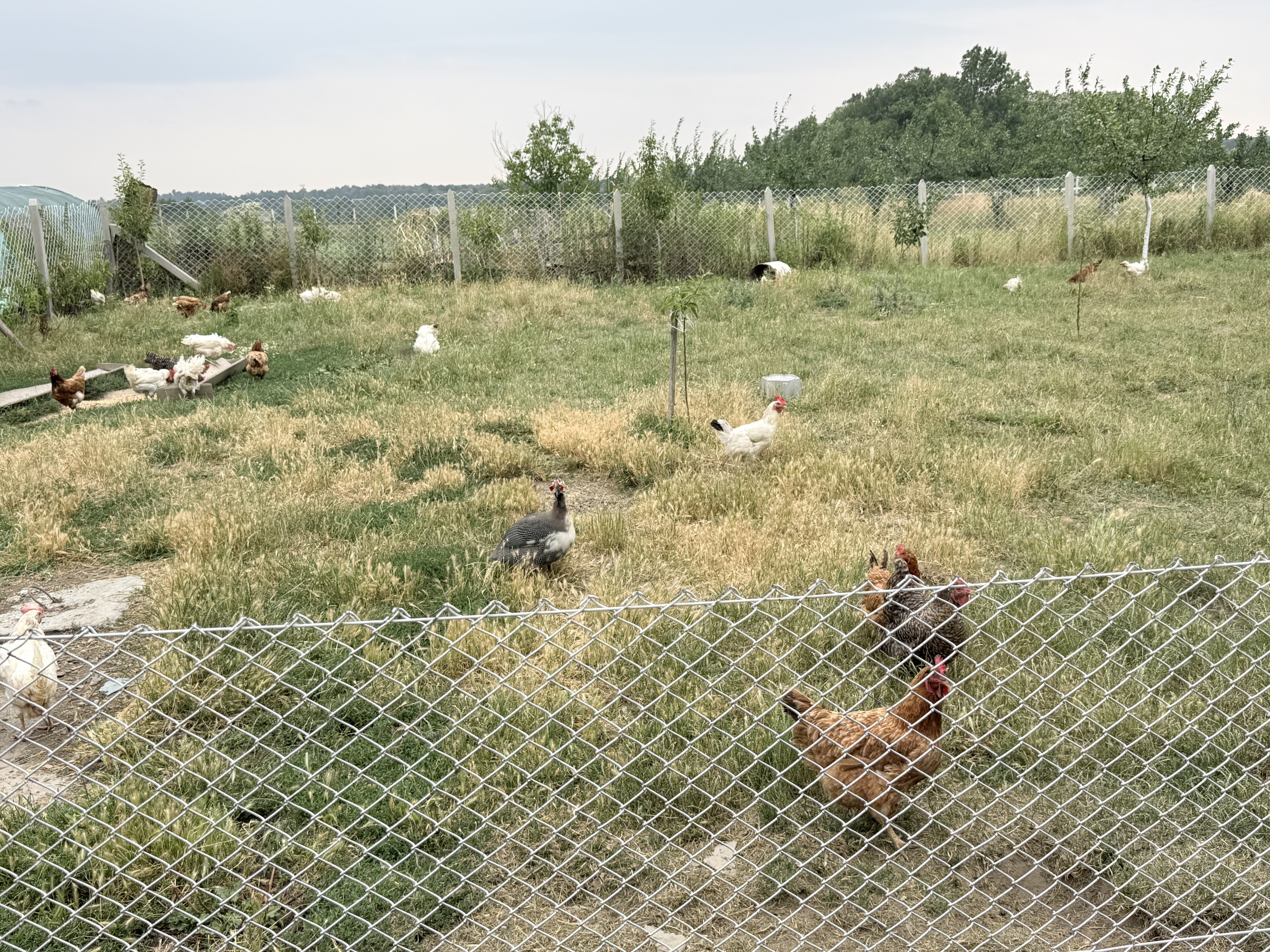 Cene i oglasi na pijacama