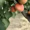 Cene i oglasi na pijacama