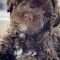 Lagotto Romagnolo – rezervacija stenaca – pregled cena na pijacama