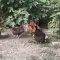 Cene i oglasi na pijacama