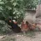 Cene i oglasi na pijacama