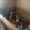 Cene i oglasi na pijacama
