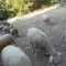 Cene i oglasi na pijacama
