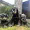 Patuljasti Šnaucer Miniature Schnauzer – pregled cena na pijacama