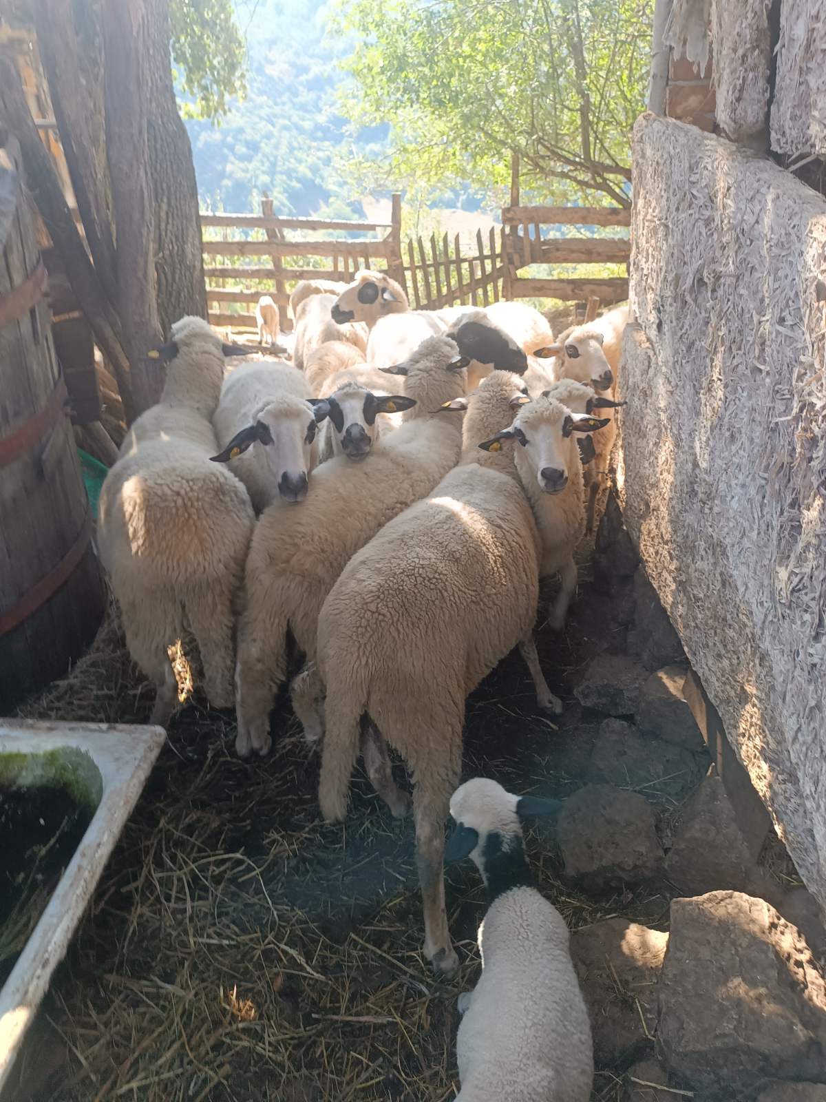 Cene i oglasi na pijacama