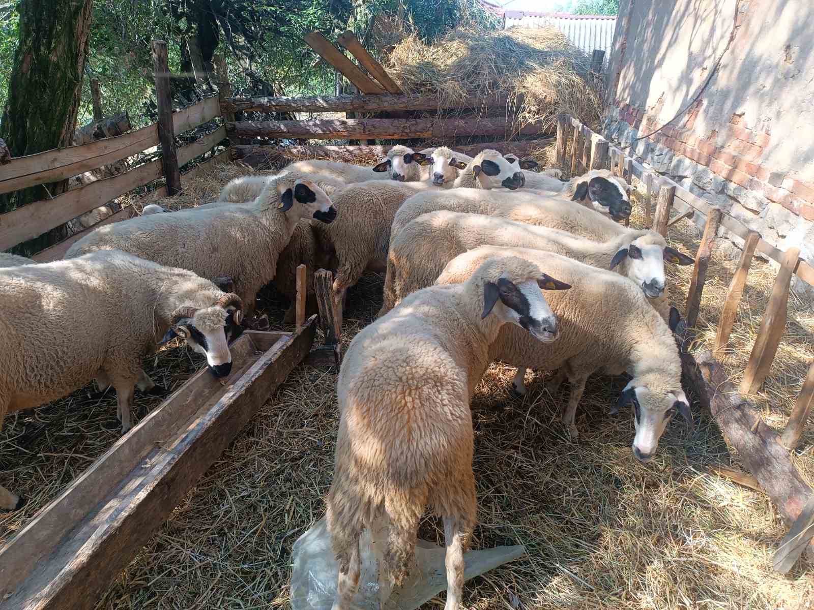 Cene i oglasi na pijacama