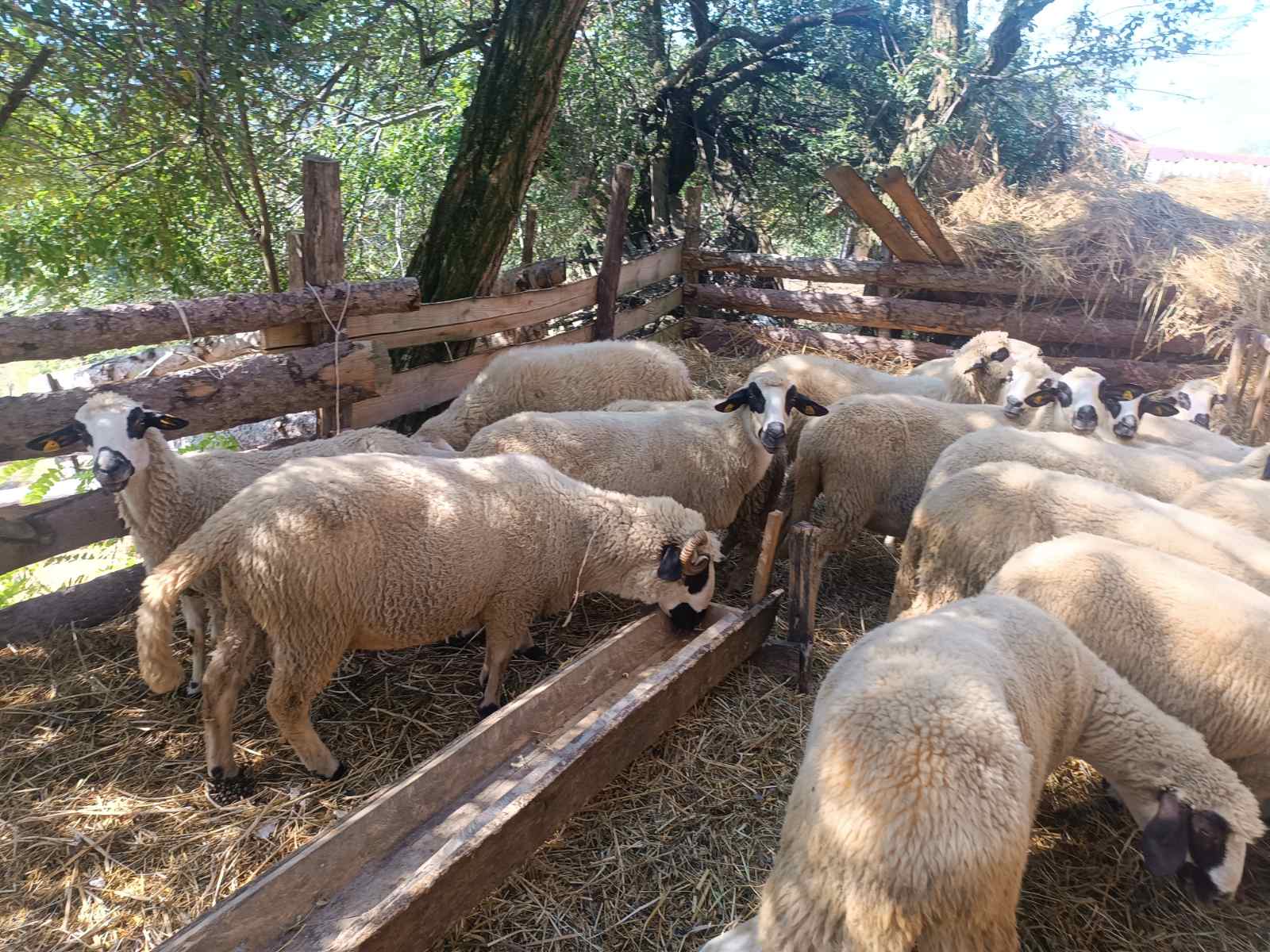 Cene i oglasi na pijacama