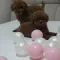 Toy pudle maleni mečići – pregled cena na pijacama