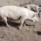Prodajem krmacu oko 150kg – pregled cena na pijacama