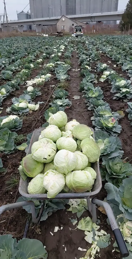 Cene i oglasi na pijacama